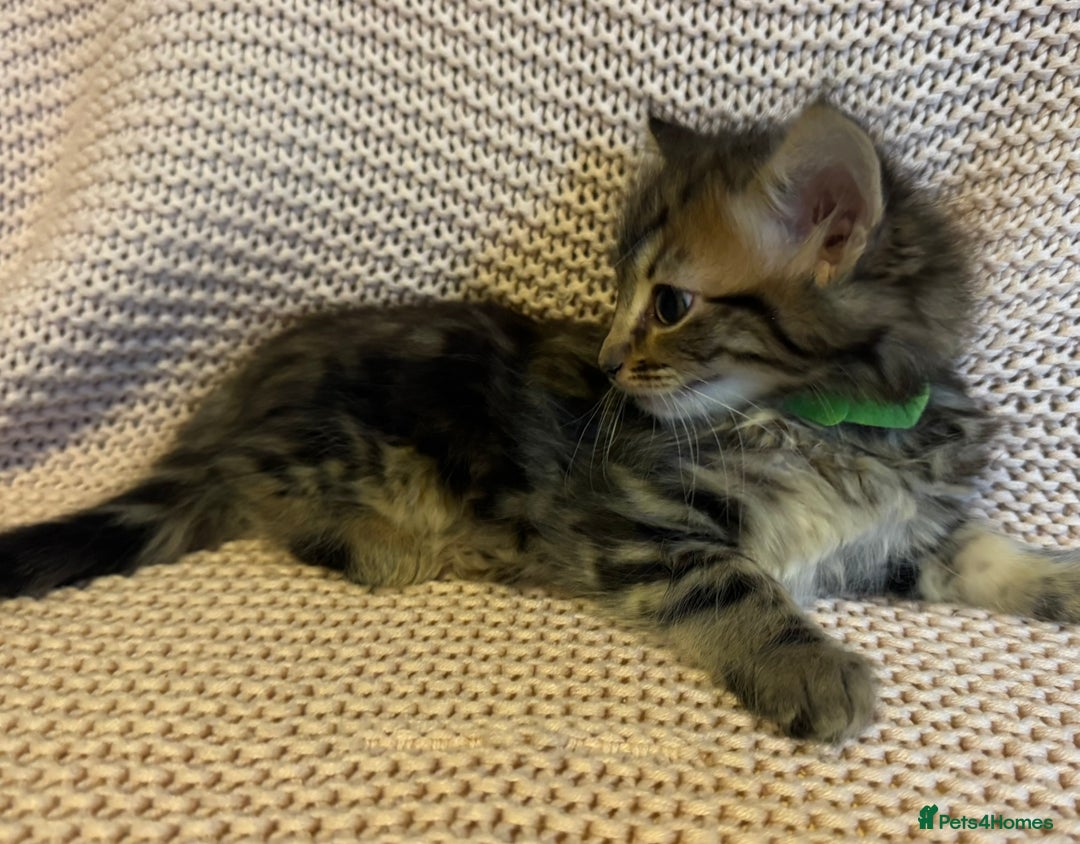 Maine Coon cats for sale: Maine Coon Bengal Cross - Advert 11