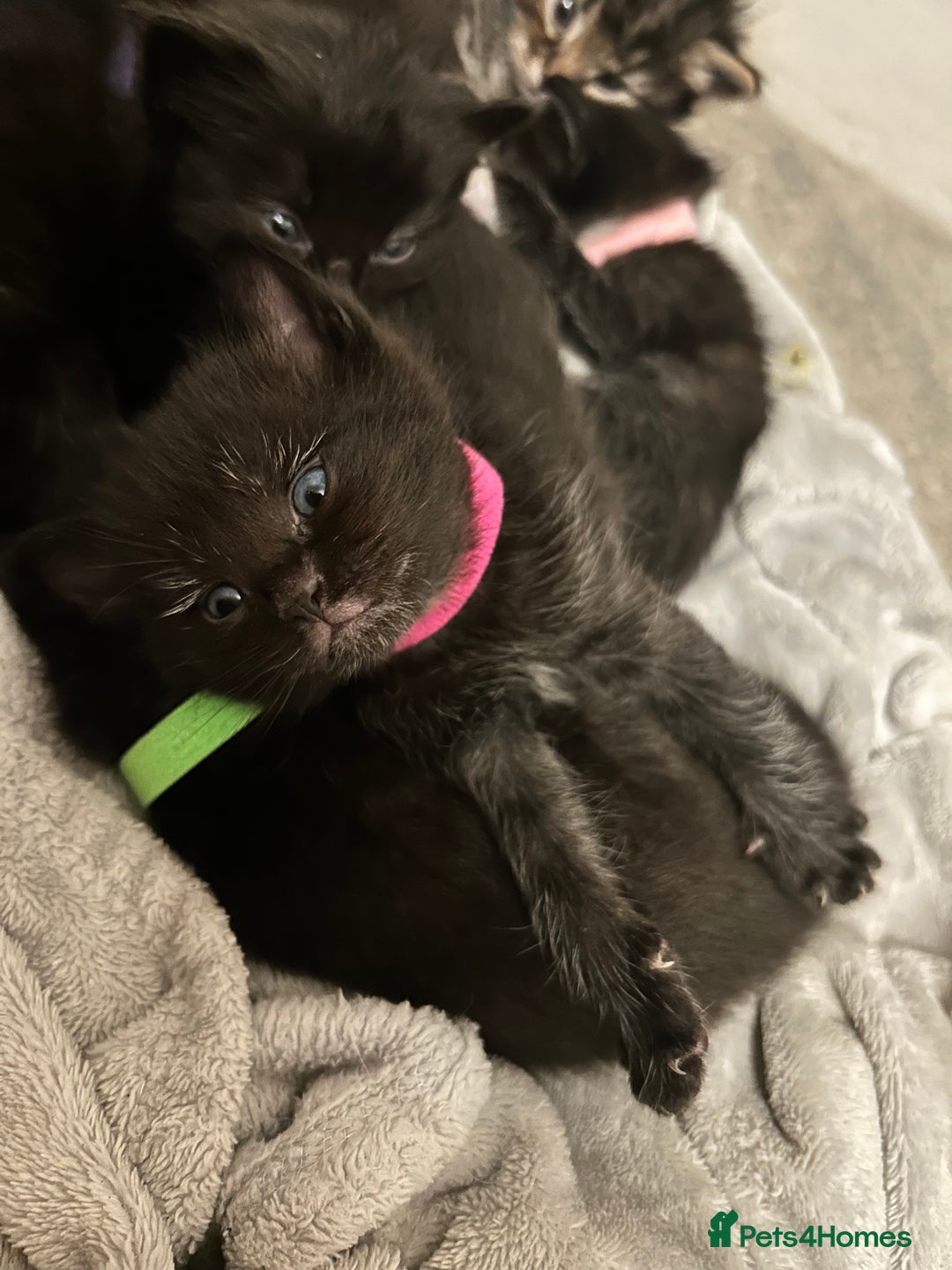 Ragdoll cats for sale: 🐾 Ragdoll Kittens Ready End of November 🐾 - Image 4