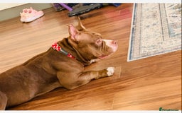 Mixed Breed dogs for sale: Stunning female pocket bully age 3 - Image 10