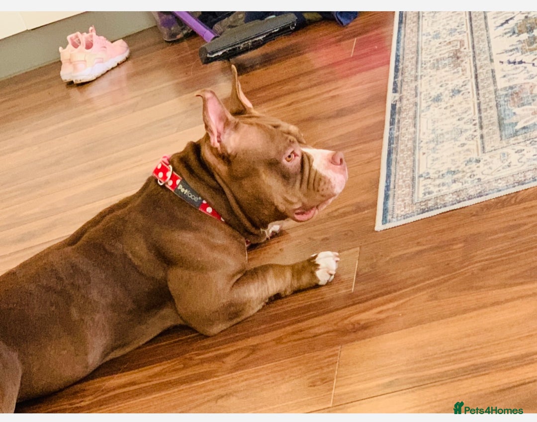 Mixed Breed dogs for sale: Stunning female pocket bully age 3 - Image 10