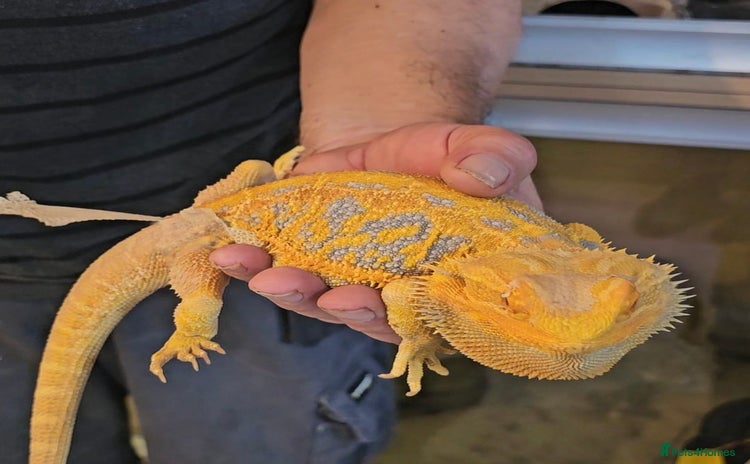 Bearded Dragon reptiles - Advert 3