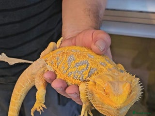 Bearded Dragon reptiles - Advert 3