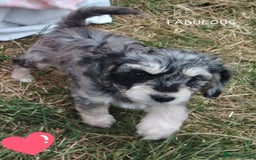 American Cocker Spaniel dogs for sale: SIX SNUGGLE MUFFINS AMERICAN COCKER, TOY POODLE - Image 25