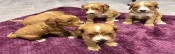 Cockapoo dogs for sale: Beautiful cockapoos in Axbridge - Advert 6