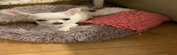 Chihuahua dogs for sale: Chihuahua puppy female  - Advert 3