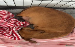 Dachshund dogs for sale: Dachshund pups!! - Image 5