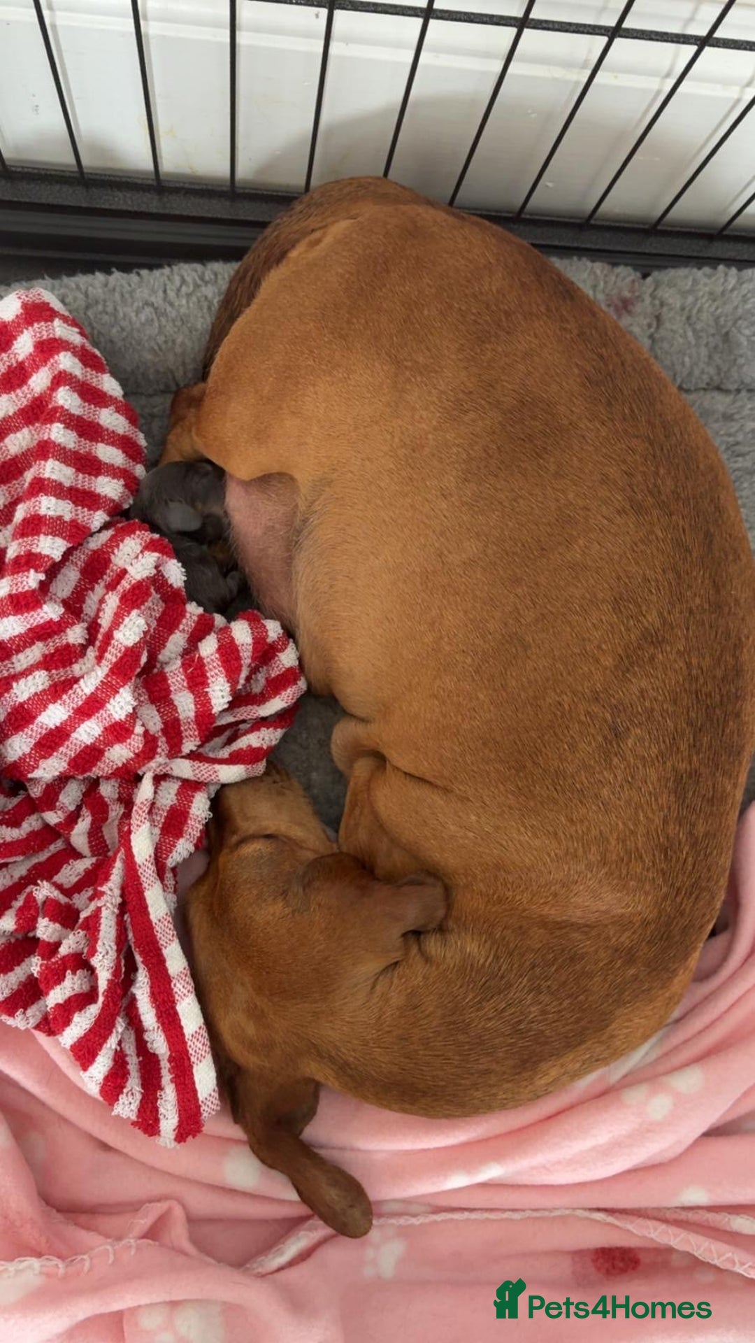 Dachshund dogs for sale: Dachshund pups!! - Image 5