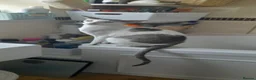 Oriental cats for sale: Oriental brush and smooth hair in Felixstowe - Advert 3