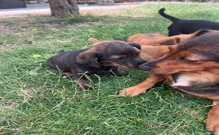 Mixed Breed dogs - Advert 1