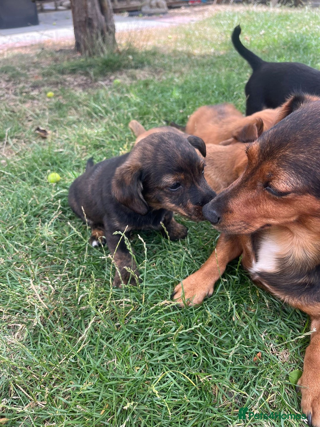 Mixed Breed dogs for sale: Dachshund /Norwich terrier  - Image 1