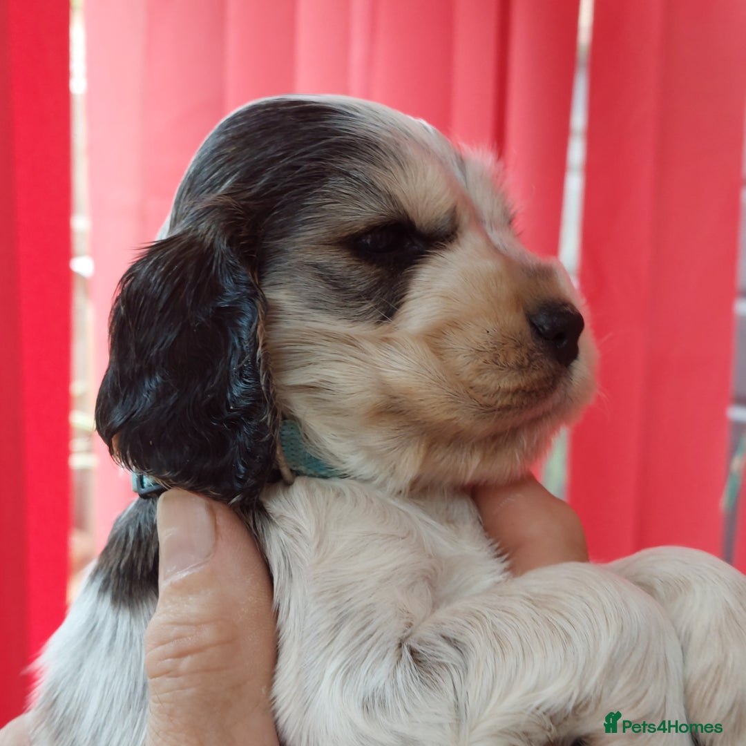Cocker Spaniel dogs for sale: Kc Reg show type cocker spaniel puppies  - Image 21