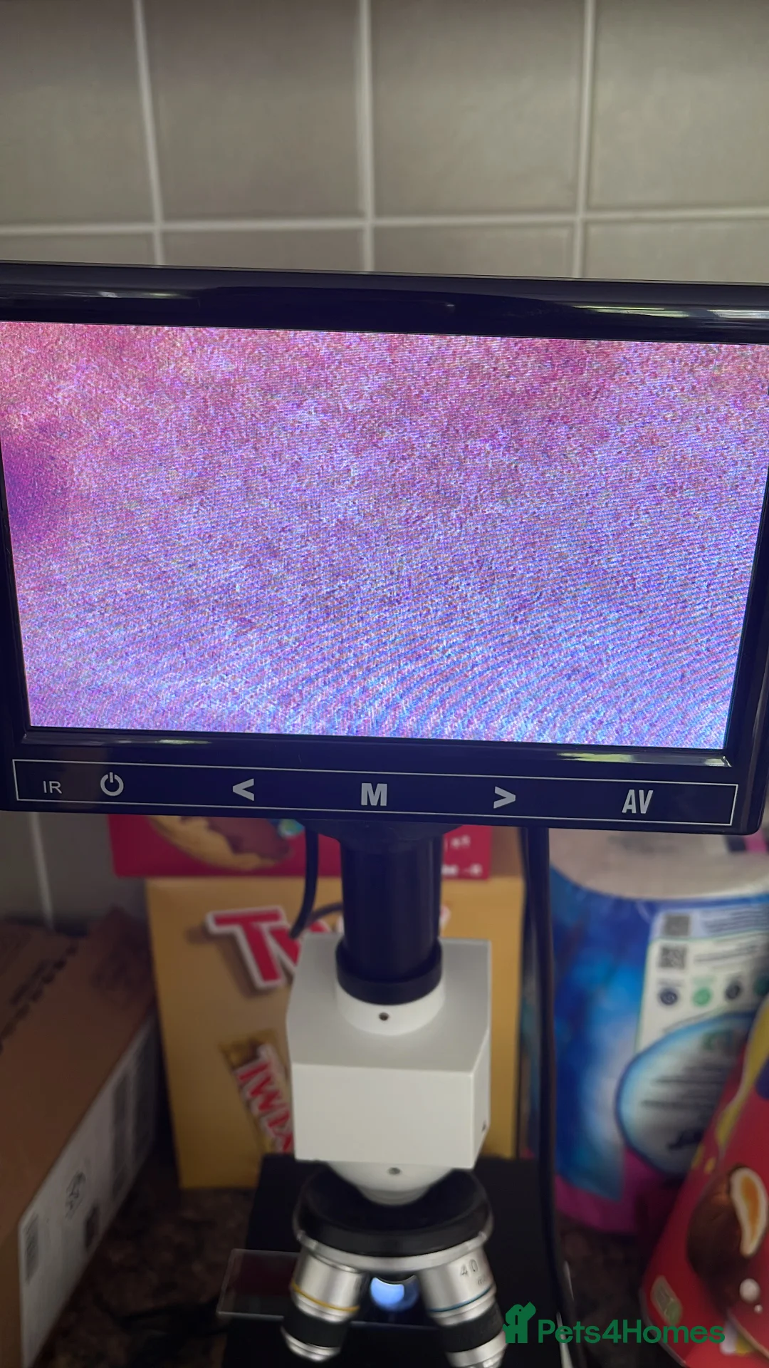 Pekingese dogs for stud: PROVEN RARE ! Pink Pekingese for Proven Stud in Rugby - Advert 9