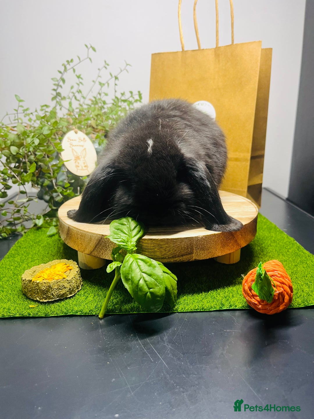 Mini Lop rabbits for sale: Beautiful pure bred Mini Lops  - Image 13