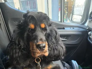 American Cocker Spaniel dogs Dougie American show cocker - Advert 2