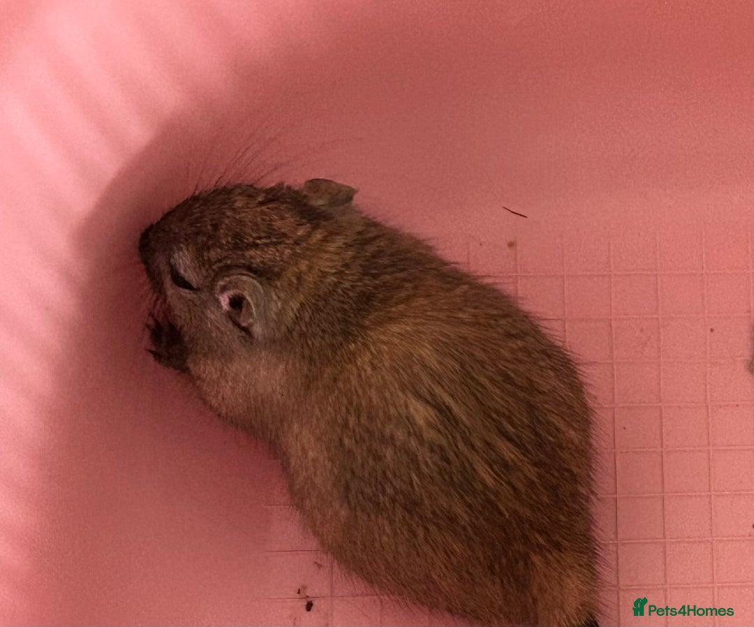 Gerbil rodents for sale: Father and son gerbils looking for a new home  - Image 4