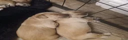 Mixed Breed dogs for sale: Golden Doodle puppies for sale  - Advert 14