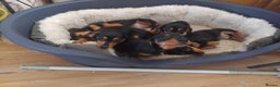 Dachshund dogs for sale: Dachshund puppies - Advert 9