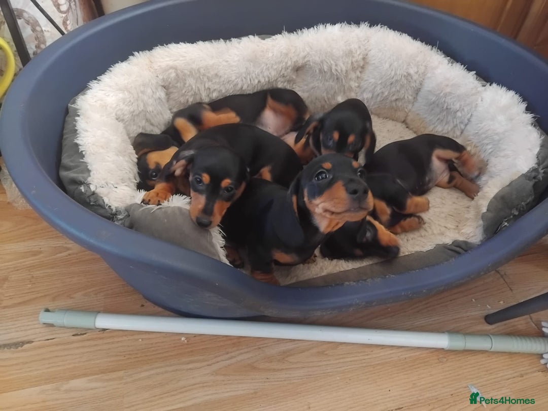 Dachshund dogs for sale: Dachshund puppies - Advert 9