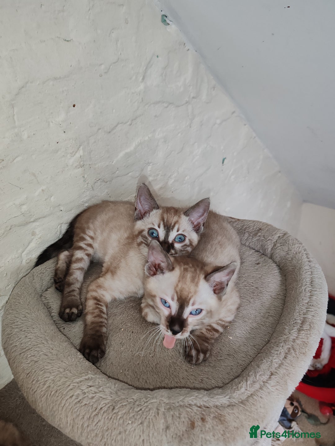 Bengal cats for sale: Snow lynx bengal kittens - Advert 2