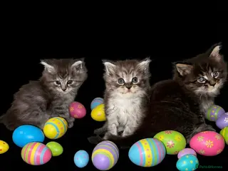 Maine Coon cats TICA REGISTERED MAINE COON KITTENS - Advert 1