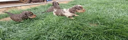 Dachshund dogs for sale: Beautiful long haired miniature daschunds . in Gosport - Advert 15