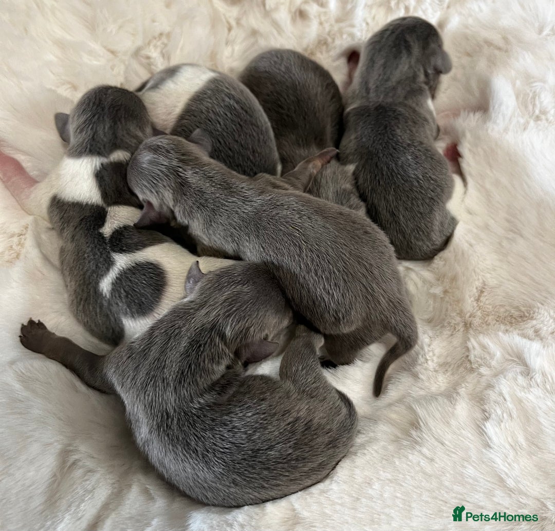 Miniature Dachshund dogs for sale: Mini Miniture dachound  - Image 11