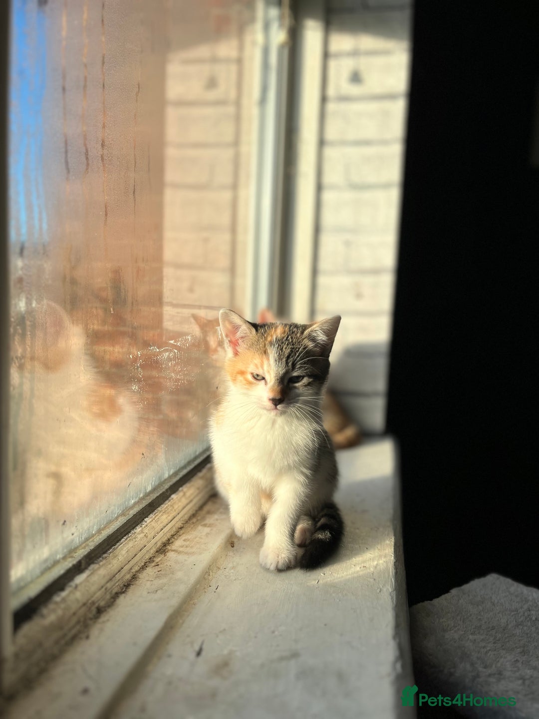 Domestic Shorthair cats for sale: Three kittens for sale £60 each!  - Advert 4