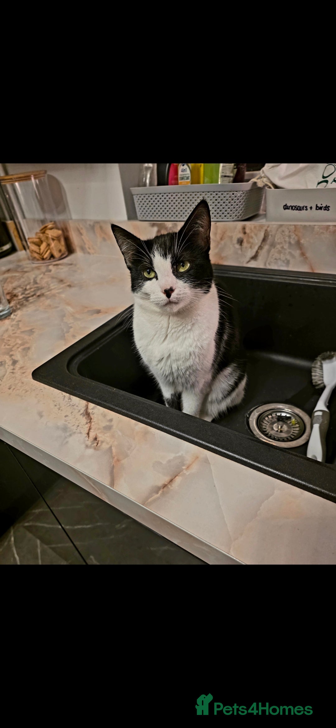 Mixed Breed cats Black and White female cat - Advert 2