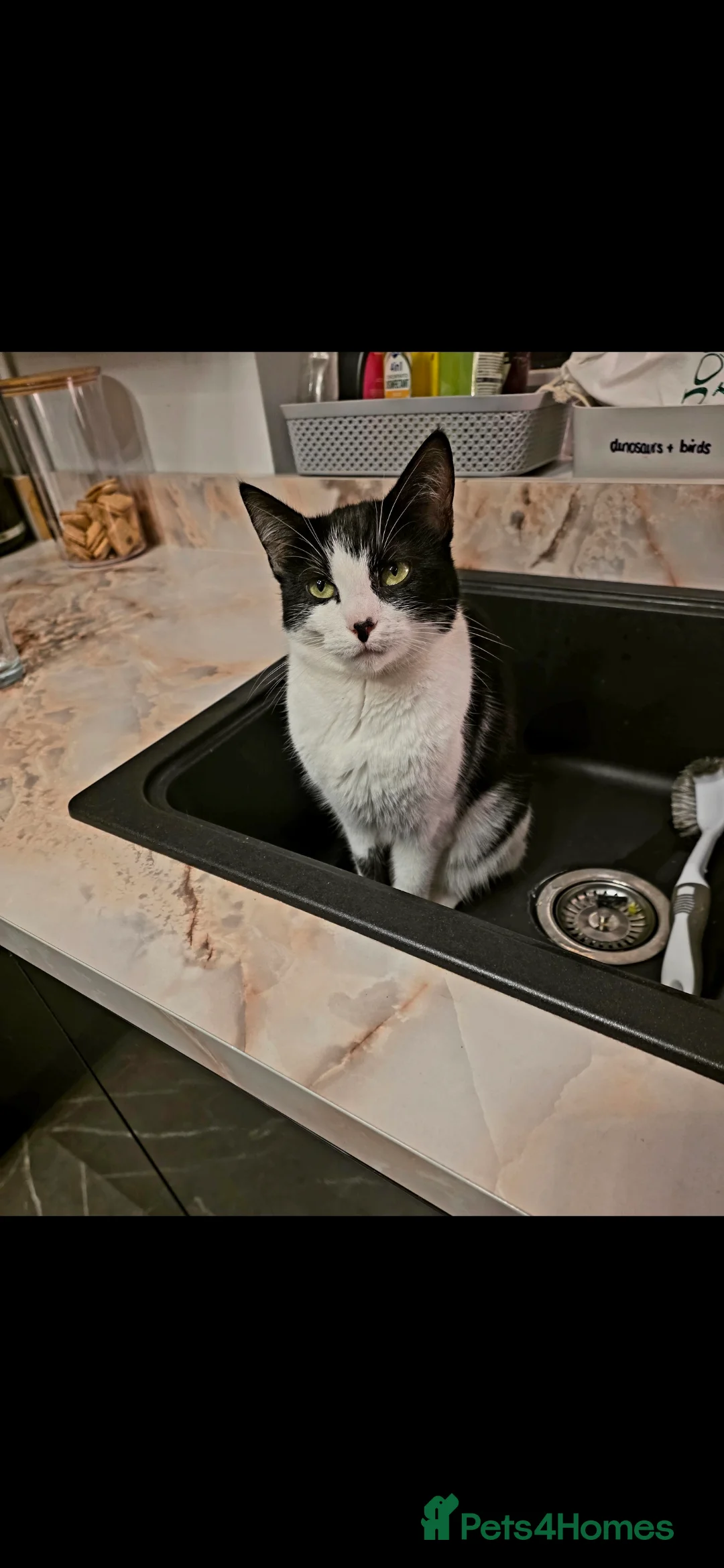 Mixed Breed cats for sale: Black and White female cat - Advert 1