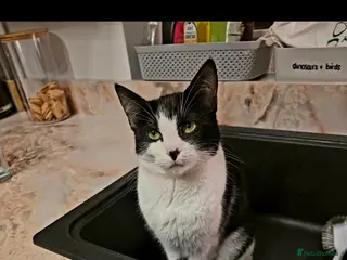 Mixed Breed cats Black and White female cat - Advert 2