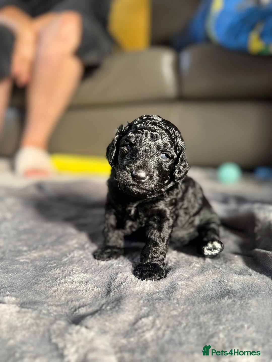 Cockapoo dogs for sale: Gorgeous F1B cockapoo  - Image 12