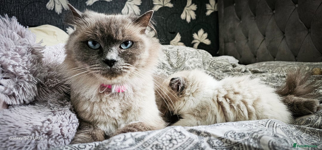 Ragdoll cats for sale: Ragdoll  - Image 8