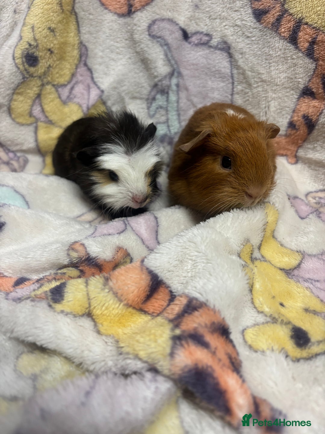 Guinea Pig rodents for sale: 2 beautiful girl piggys  - Advert 10