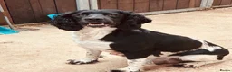 English Springer Spaniel dogs for sale: Beautiful Springer Spaniel Puppies for sale in Honiton - Advert 21