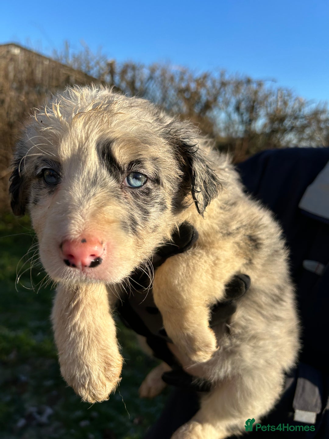 Border Collie dogs for sale: BEAUTIFUL BORDER COLLIE PUPS - Advert 11