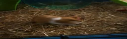 Hamster rodents for sale: Syrian Hamster - Advert 10