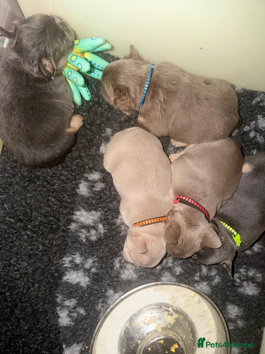 French Bulldog dogs for sale: Outstanding Frenchie pups  - Advert 13