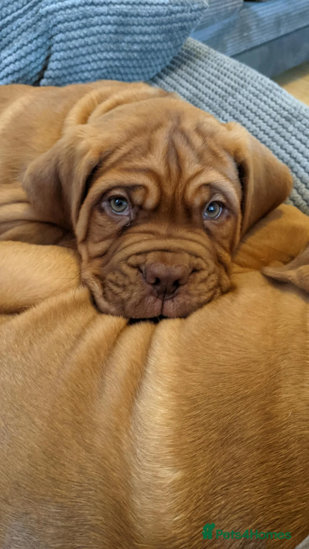 Dogue De Bordeaux dogs for sale: Just 1 male Dogue de bordeux puppy left for sale! - Advert 2