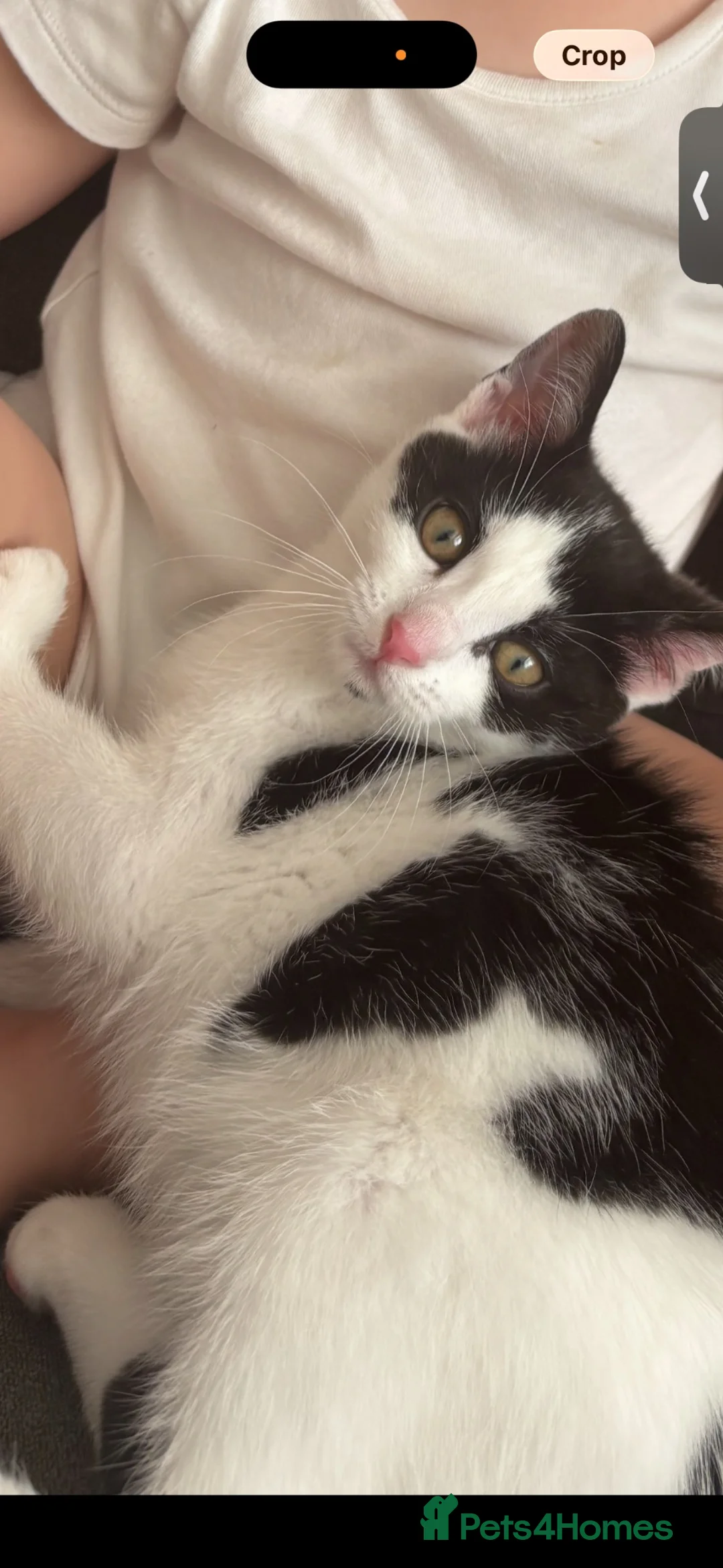 Mixed Breed cats for sale: 3 month old female kitten in Liverpool - Advert 3