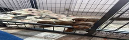 Miniature Dachshund dogs for sale: Stunning Mini Dachshund puppies for sale - Advert 29