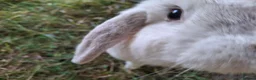 Mini Lop rabbits for sale: 6 year old mini lop doe for sale - spayed - Advert 4