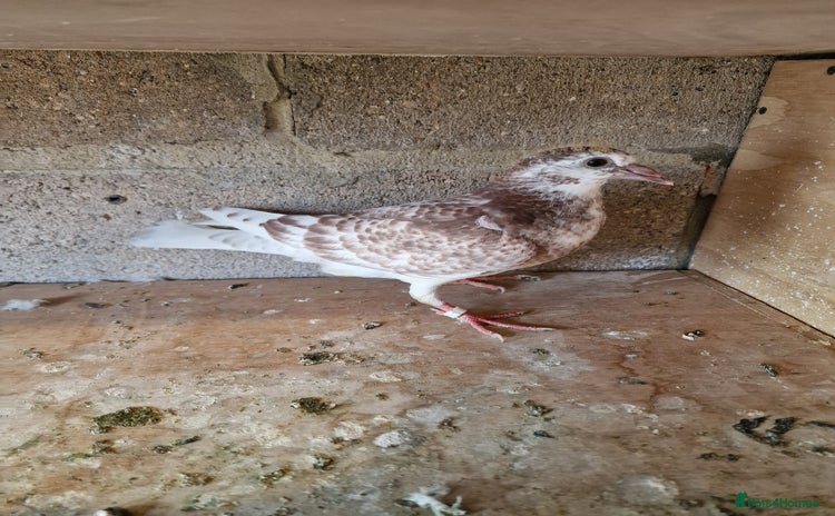 Doves birds - Advert 5