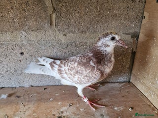 Doves birds - Advert 4