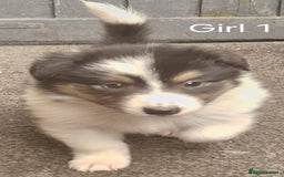 Mixed Breed dogs for sale: Beautiful three quarter Rough collie puppies  - Image 4
