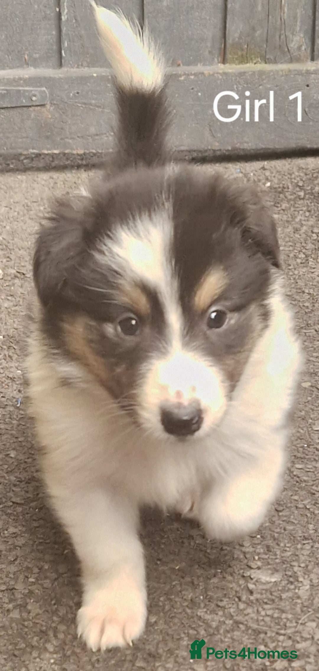 Mixed Breed dogs for sale: Beautiful three quarter Rough collie puppies  - Image 4