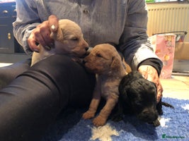 Labradoodle dogs - Advert 13