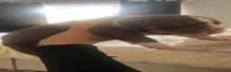 American Bully dogs for sale: American pocket bully  in Newcastle upon Tyne - Advert 7