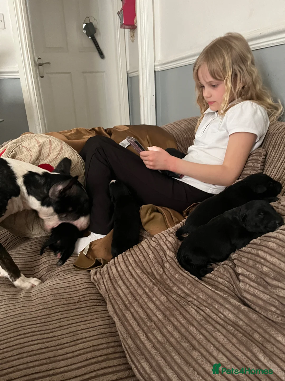 Mixed Breed dogs for sale: 2 boys . Cross Labrador and English bull terrier  - Advert 8