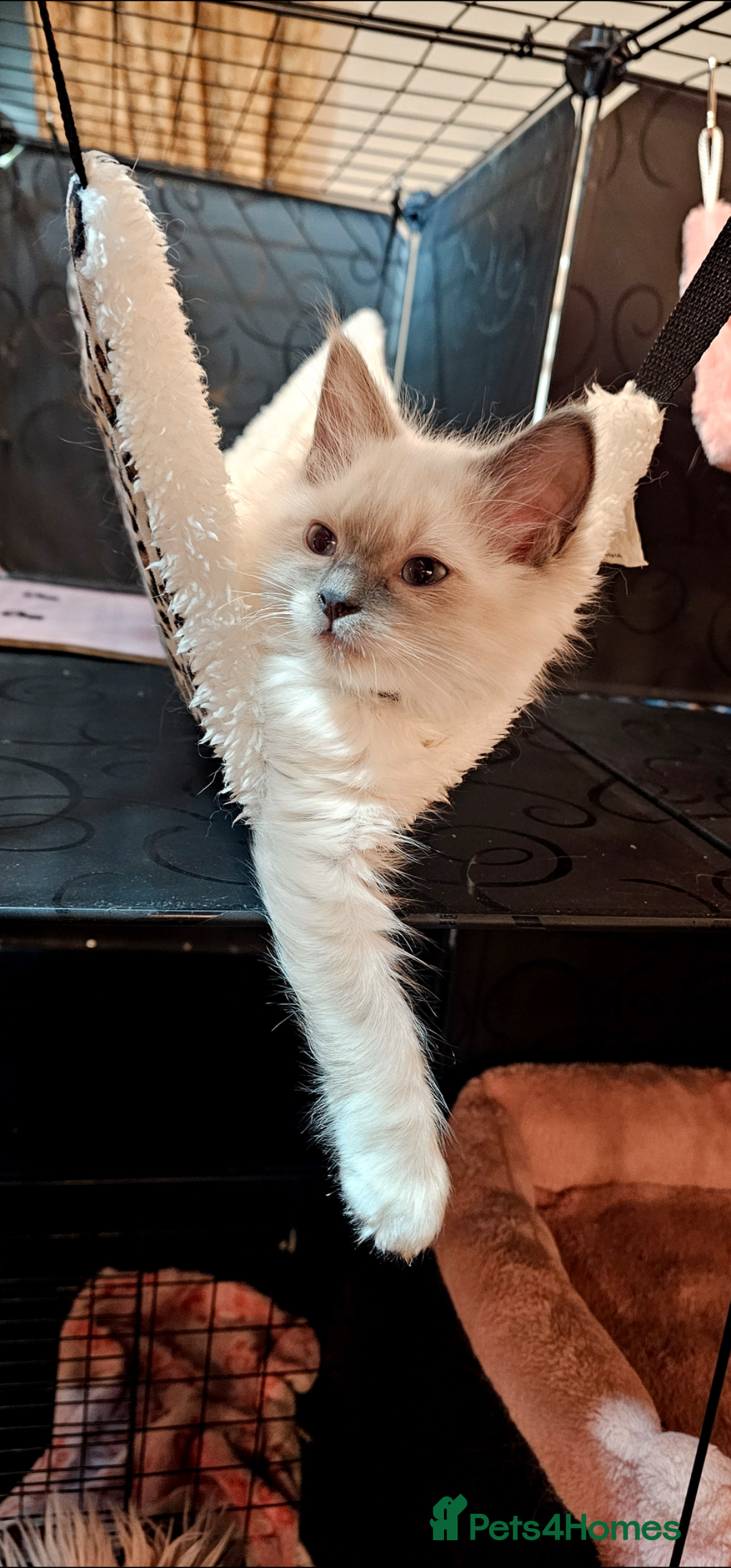 Ragdoll cats Ragdoll kitten Bluepoint beautiful  - Advert 4