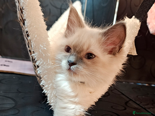 Ragdoll cats Ragdoll kitten Bluepoint beautiful - Advert 4